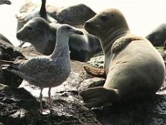 129 ILE DE OUESSANT_000050